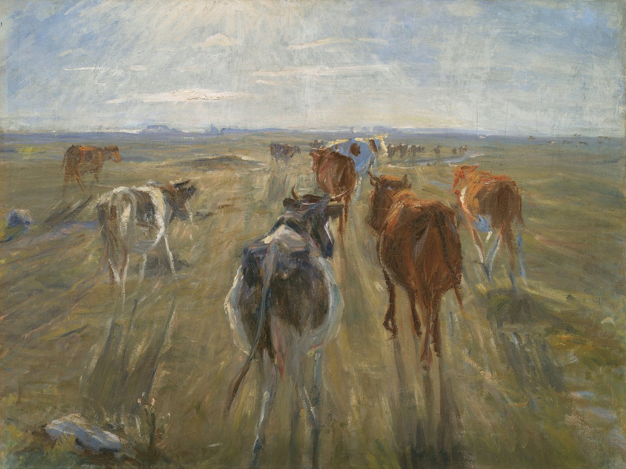 Longues ombres. Bétail sur l