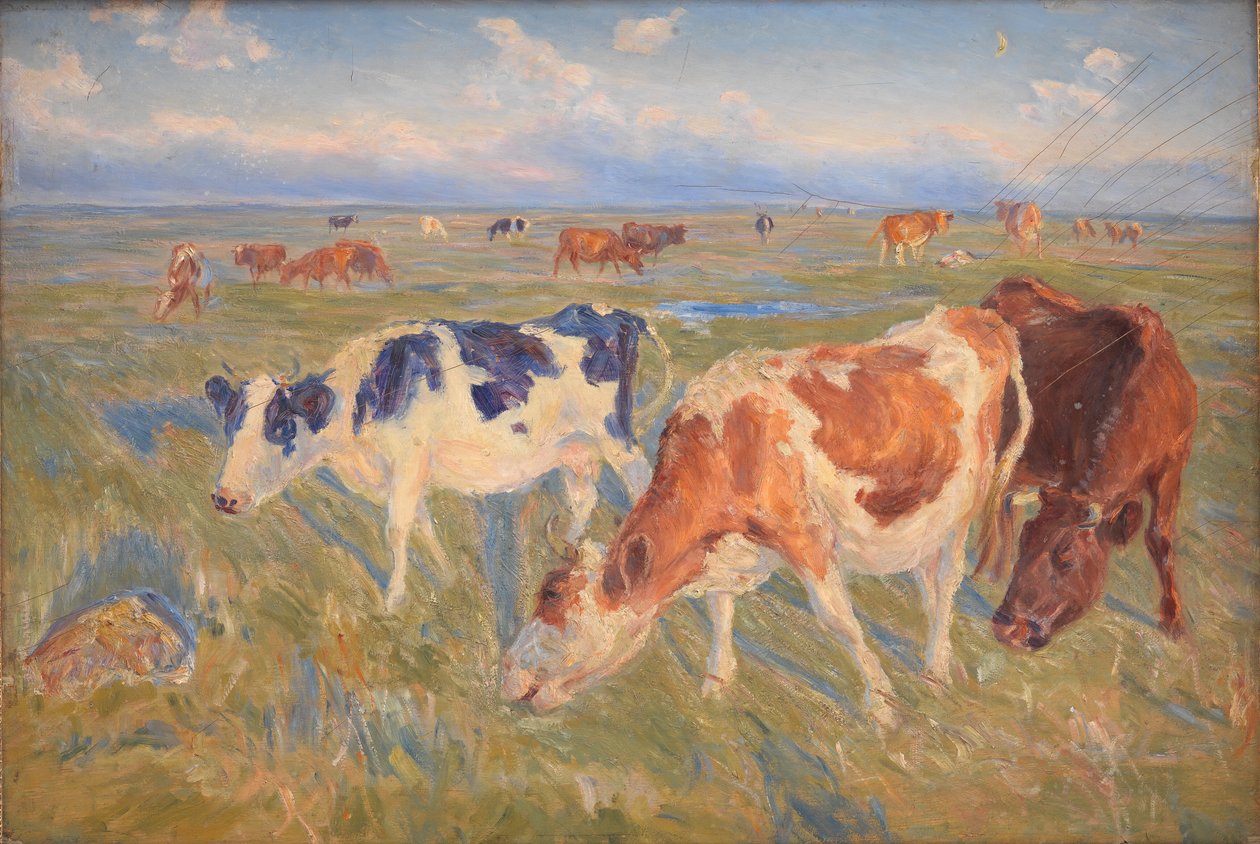 Vaches paissant sur l