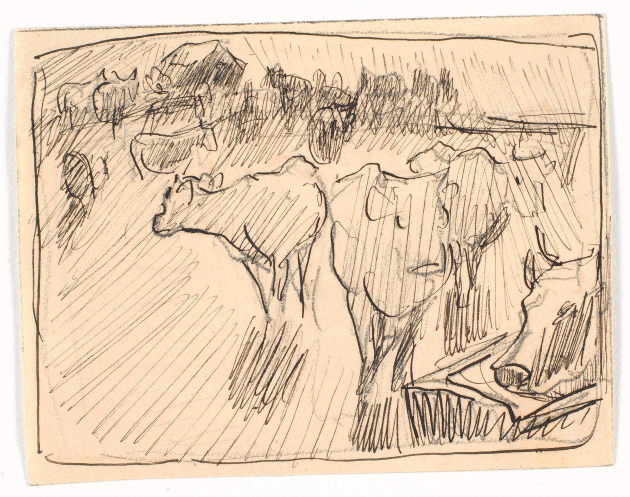 Vaches près d