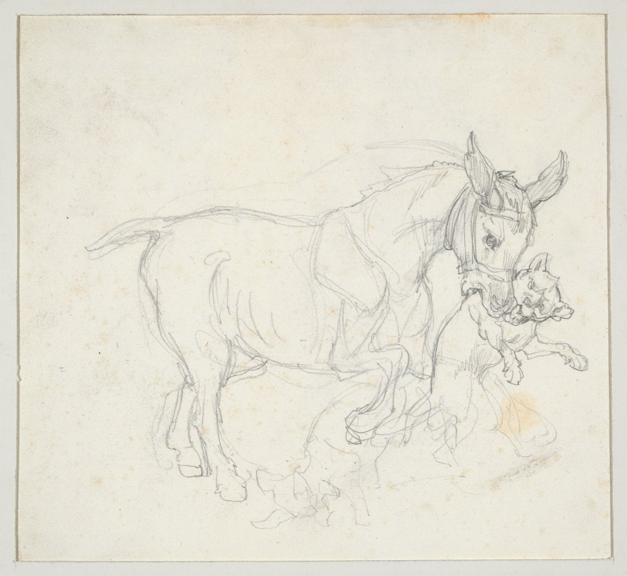Âne tenant un chien dans sa gueule (recto) ; Étude de cerfs pourchassés par des chiens, tête de biche (verso) - Theodore Gericault