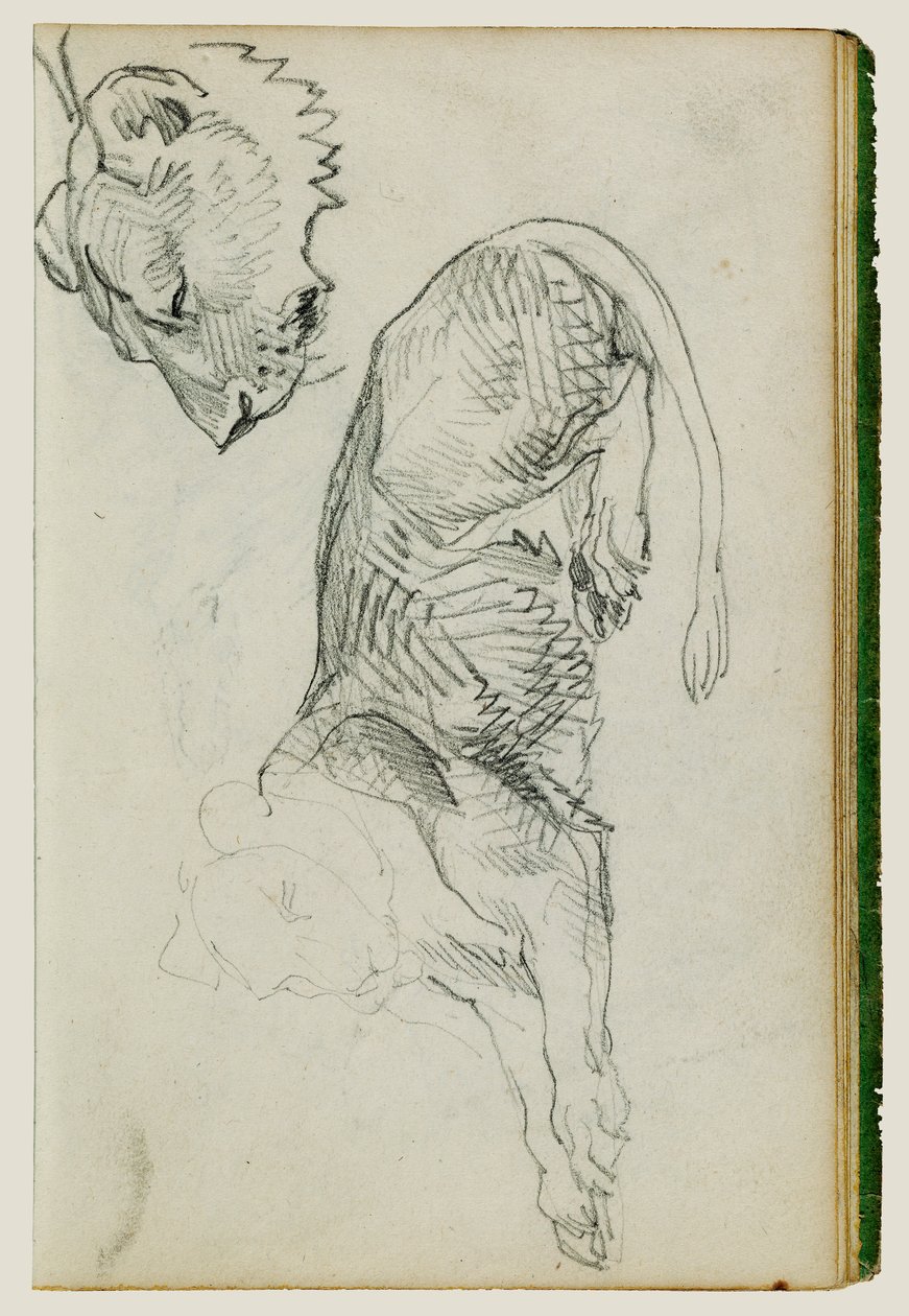 Lion assis, tête de lionne - Theodore Gericault