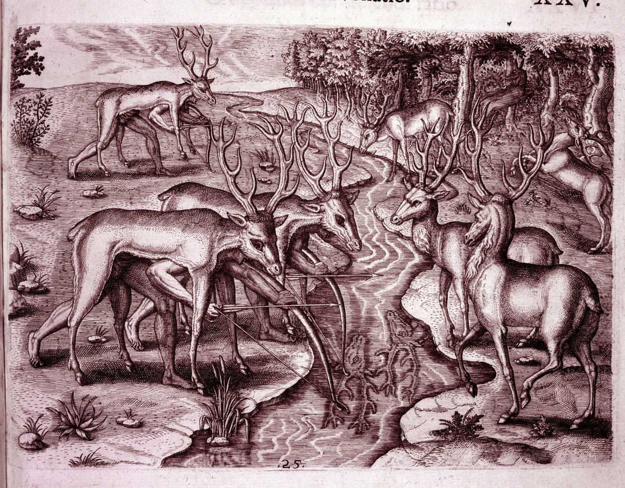 Indiens utilisant des peaux de cerf pour chasser d