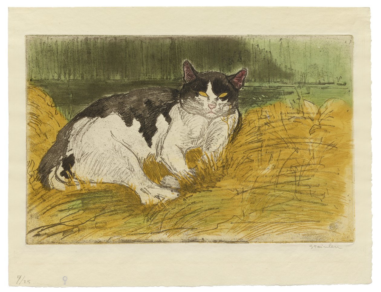 Vieux chat noir et blanc dans l