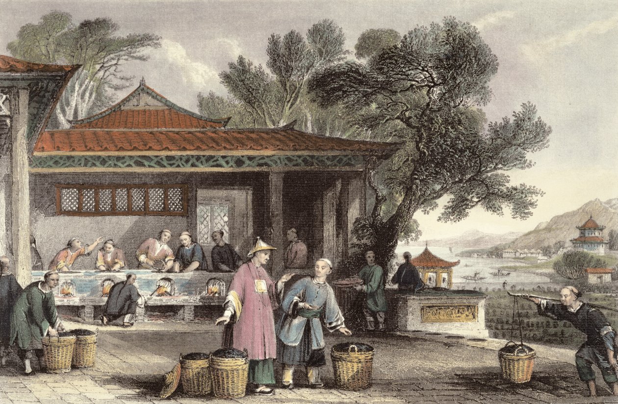 La culture et la préparation du thé, de 
