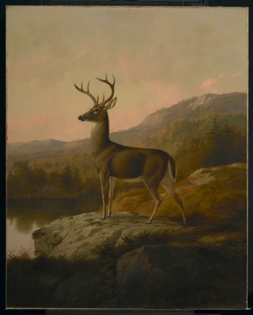 Cerf, 1855 - Thomas Hewes Hinckley