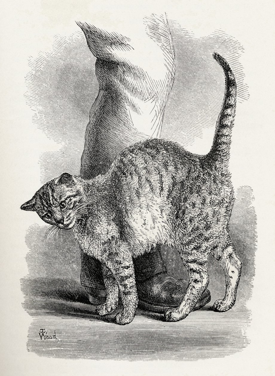 Chat dans un état d