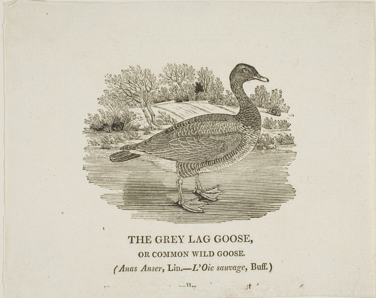 Grey Lag Goose - Thomas Bewick