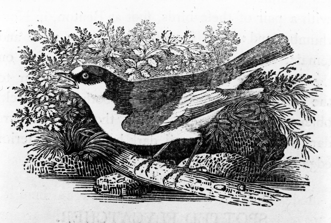 Le Gobemouche noir, illustration de 