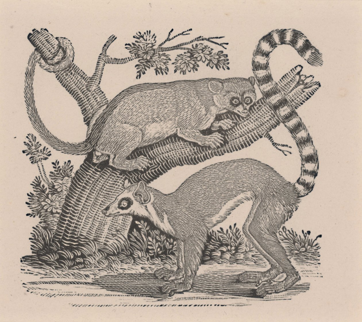 Deux lémuriens, de "Histoire générale des quadrupèdes" - Thomas Bewick