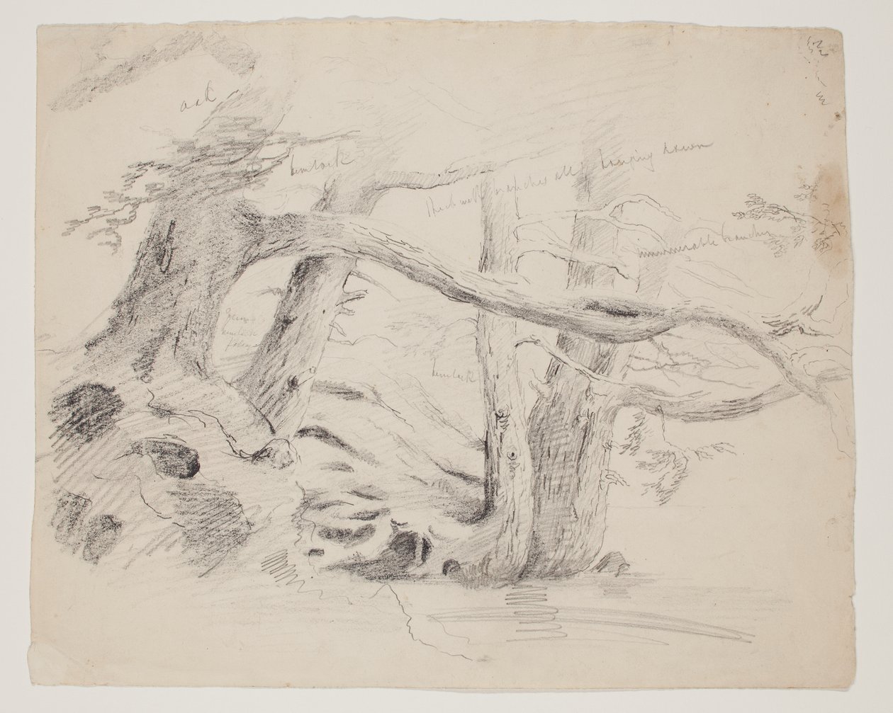Chênes et pruches - Thomas Cole