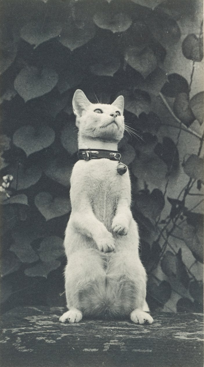 Chat dans la cour d