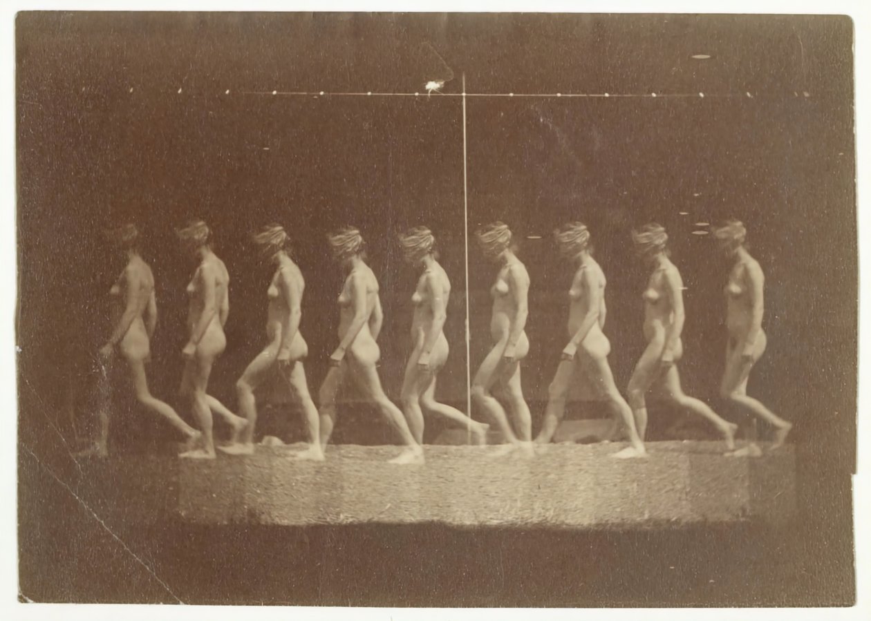Photographies de la roue de Marey d