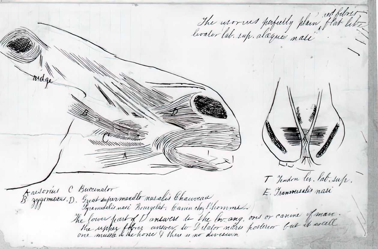 Étude Anatomique Sans Titre de la Tête d