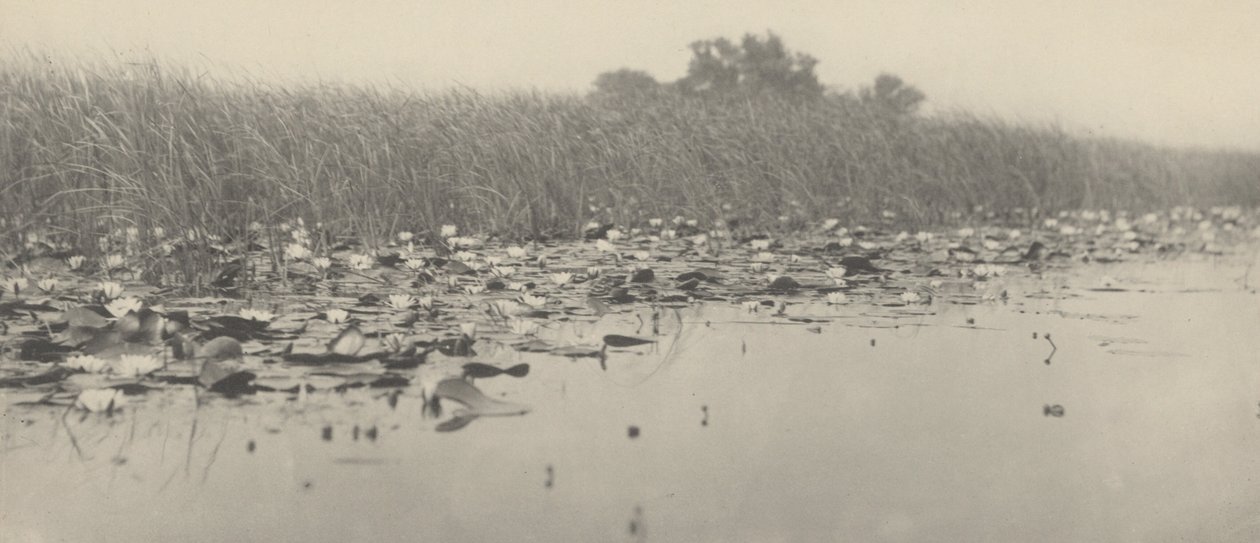 Nymphéas,1886 (photo) - Thomas Frederick Goodall