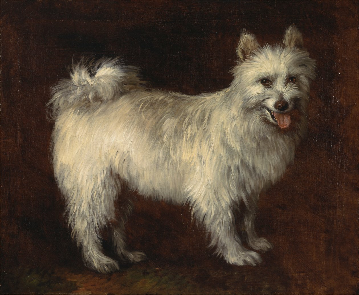 Chien Spitz - Thomas Gainsborough RA