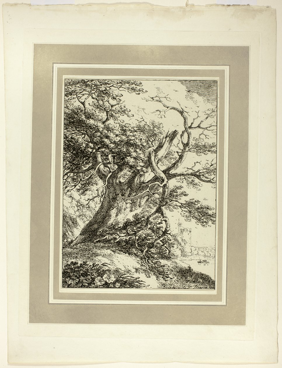Vieil arbre, du premier numéro de Spécimens de Polyautographie - Thomas Hearne