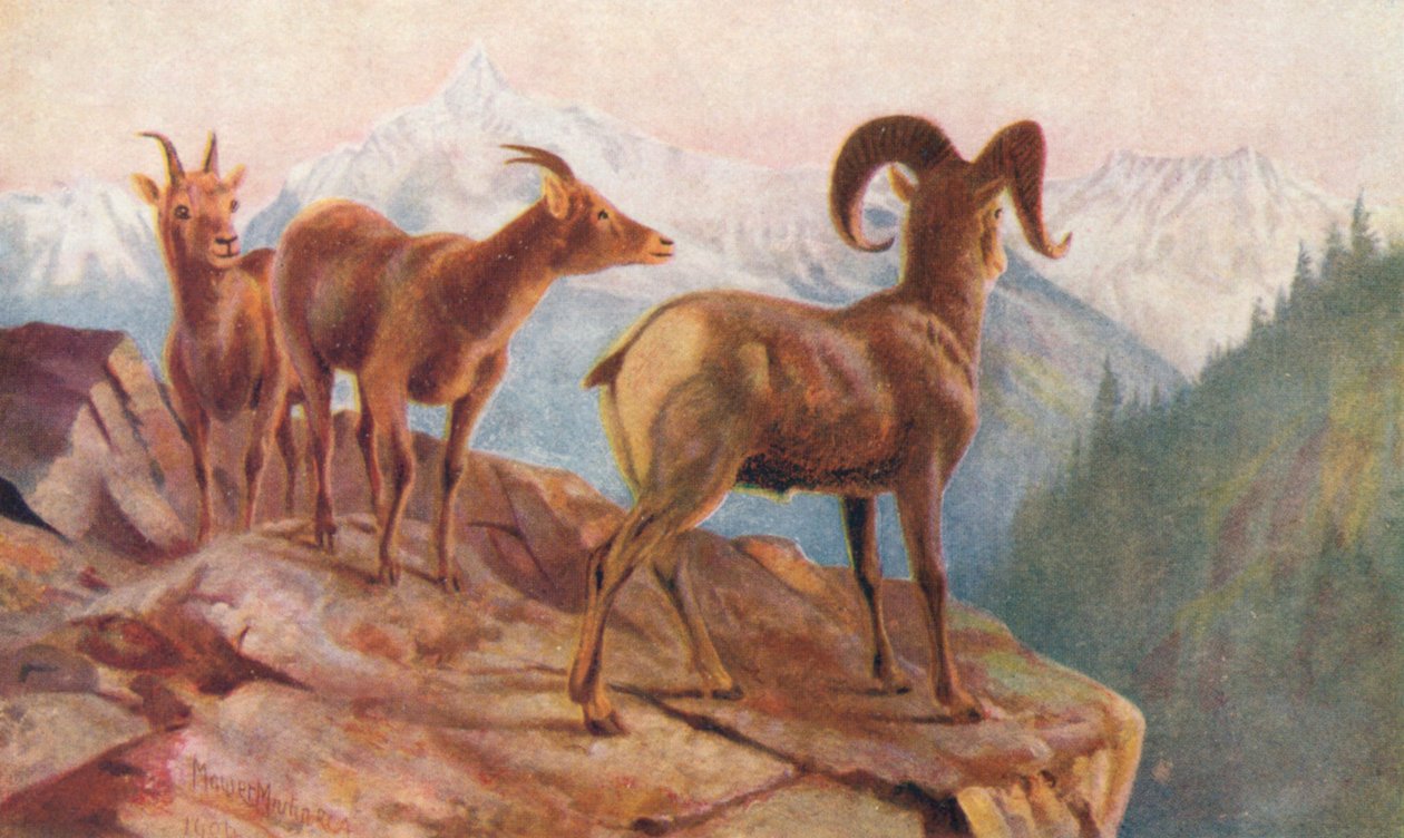 Mountain Sheep at Home (lithographie couleur) - Thomas Mower Martin