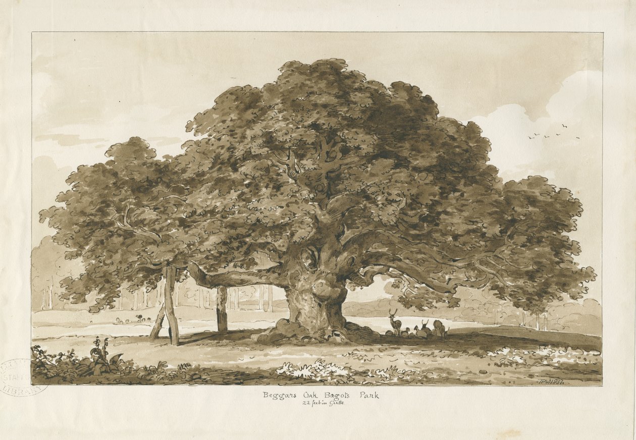 Blithfield - Chêne du mendiant : dessin sépia, 1837 - Thomas Peploe Wood