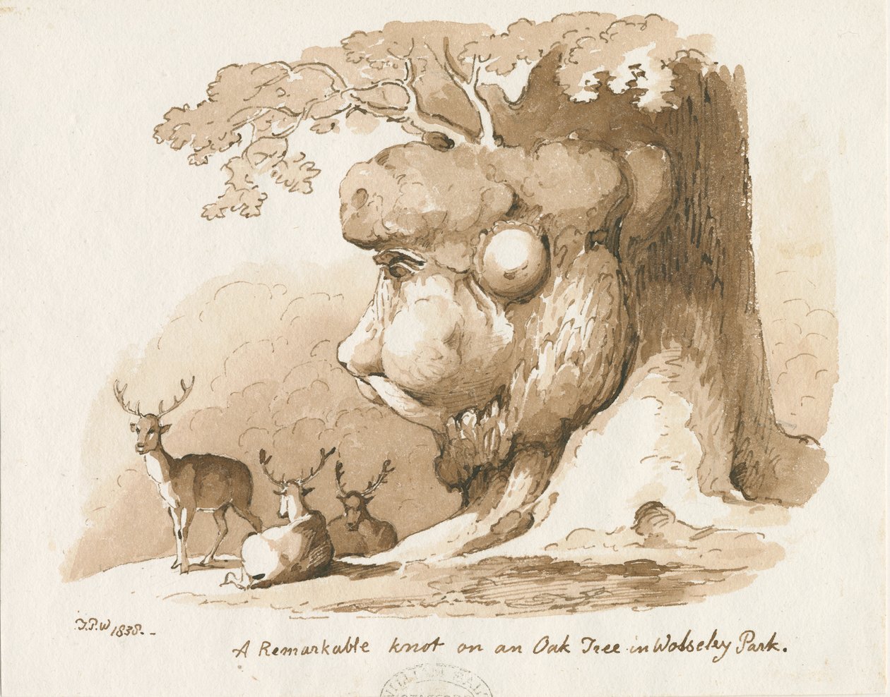 Parc de Wolseley - Nœud sur un chêne : dessin à la plume et à la sépia - Thomas Peploe Wood
