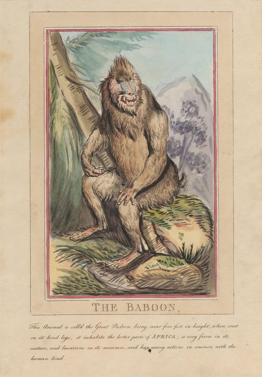 Lot de huit avec page de titre. « Animaux étrangers et domestiques ». 2. Le lion - Thomas Rowlandson