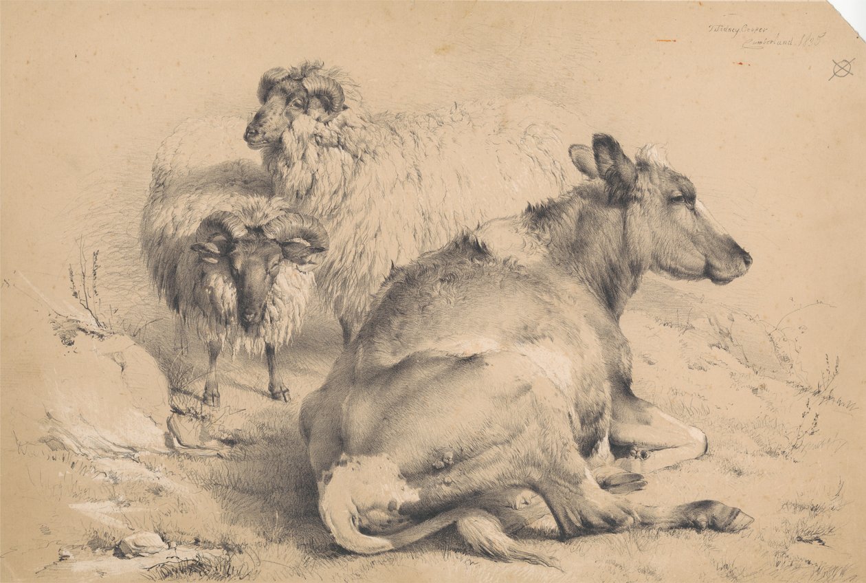 Une vache et deux béliers - Thomas Sidney Cooper