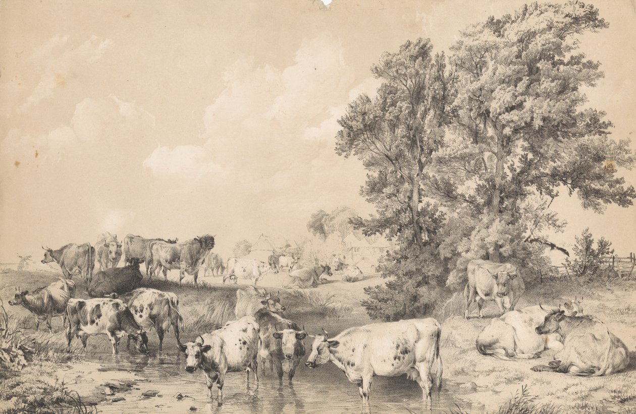 Un troupeau de bovins sur la rive d