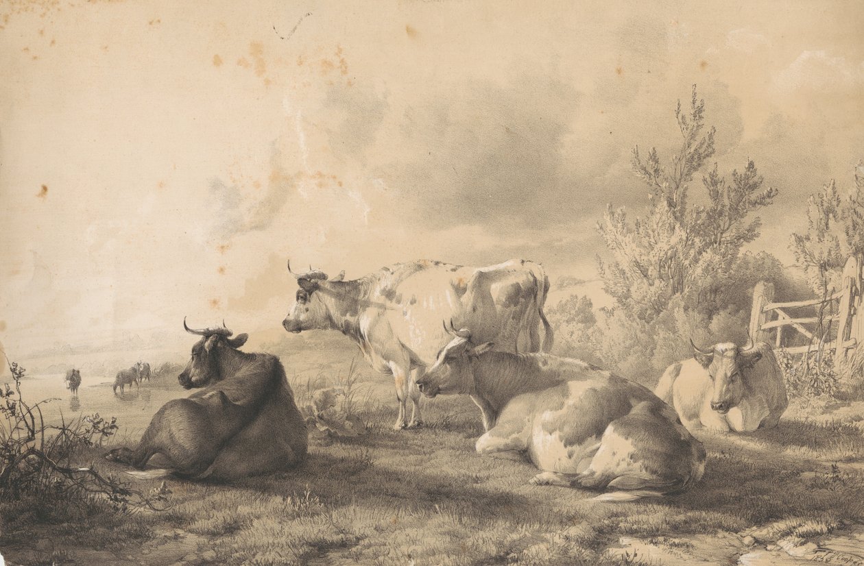 Bovins couchés près d