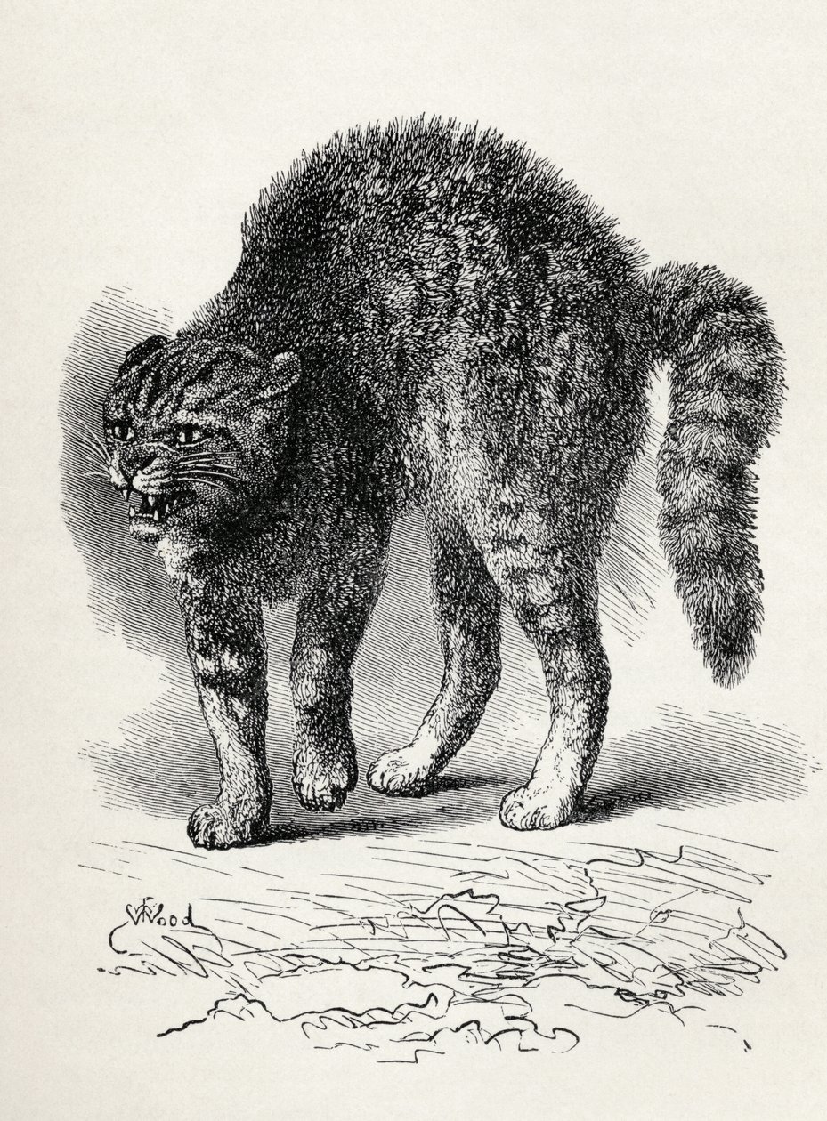Chat terrifié par un chien, de 