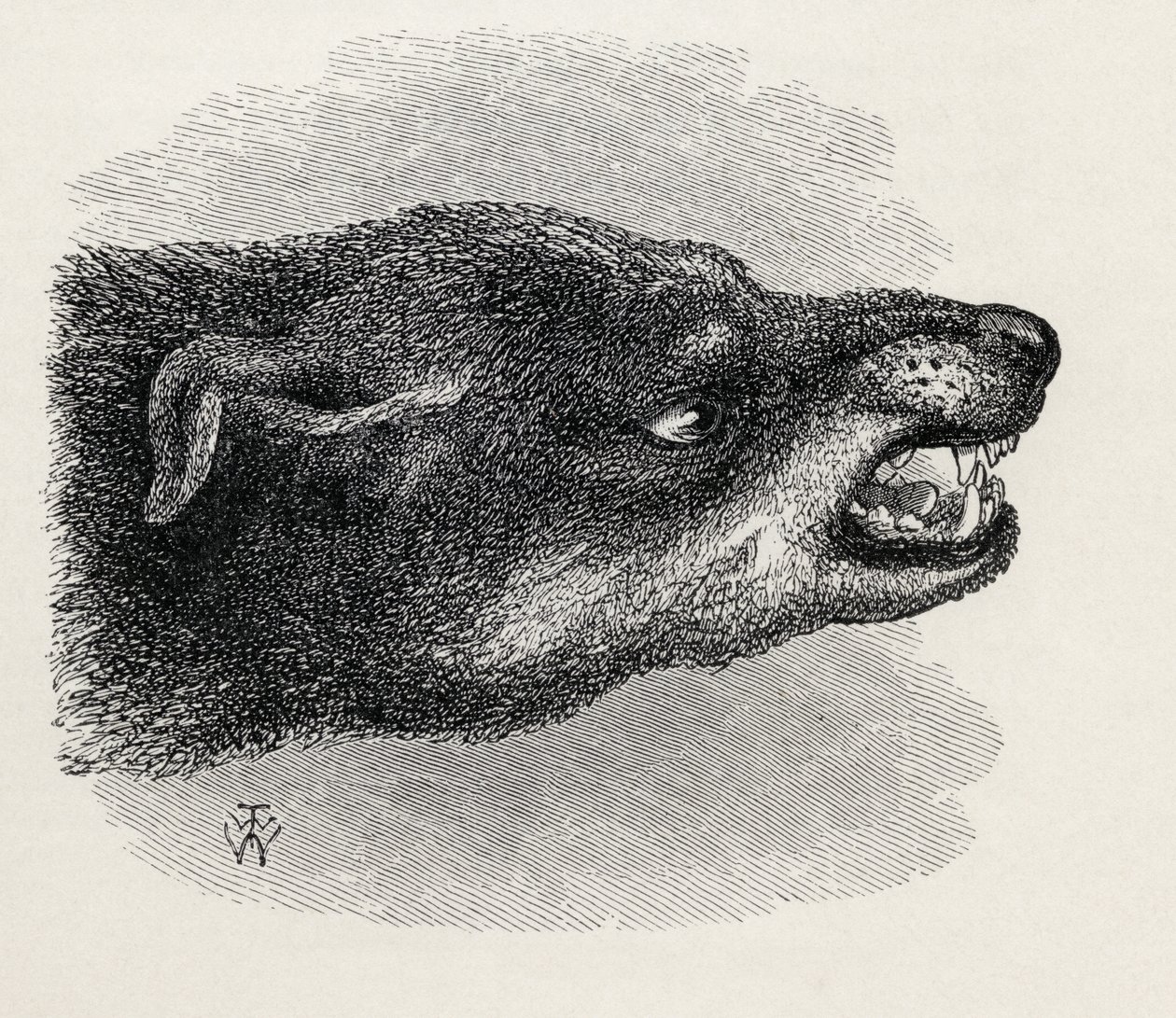 Tête de chien grondant, de 