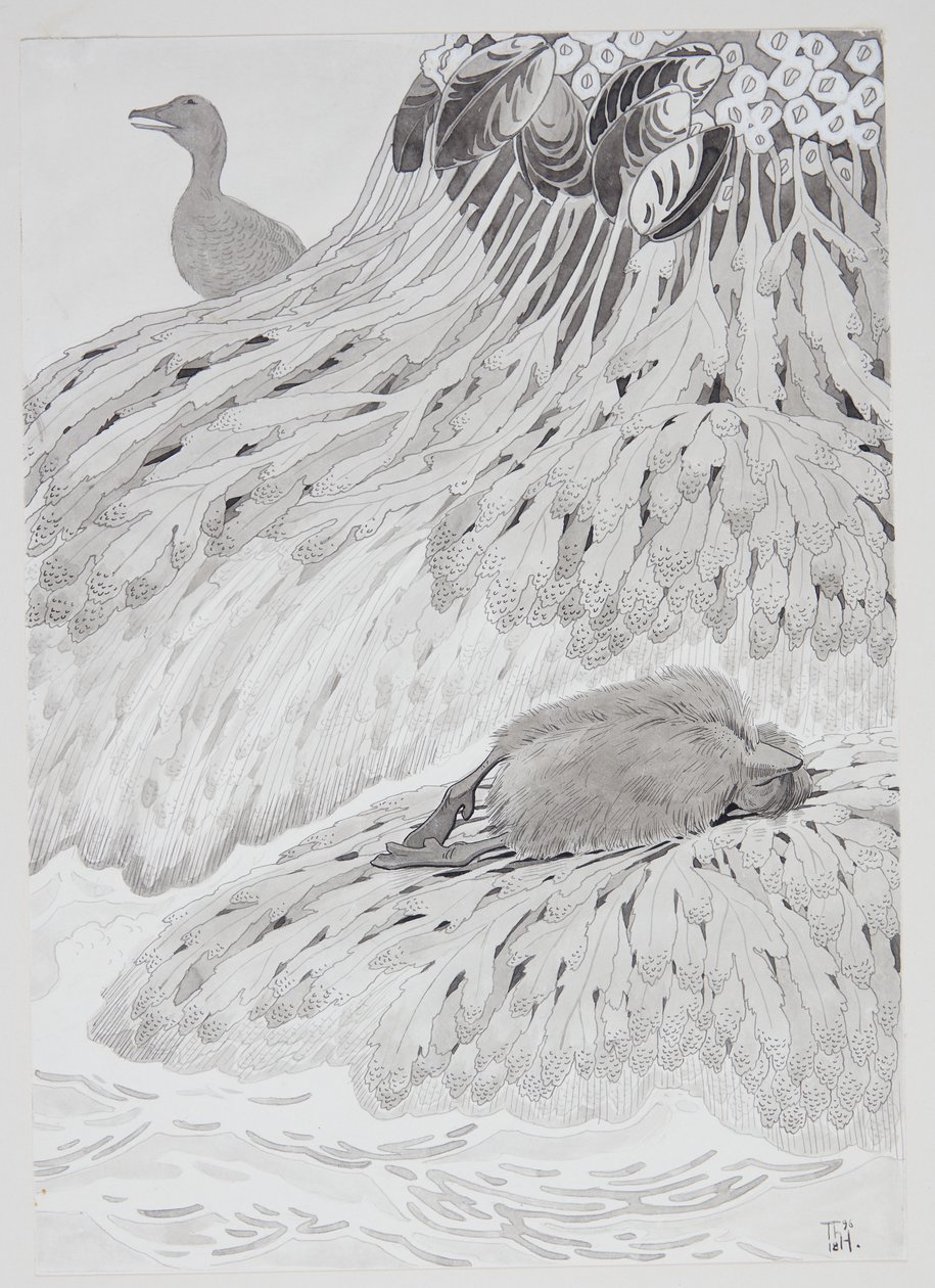 Un eider et un oiseau mort sur une rive - Thorolf Holmboe