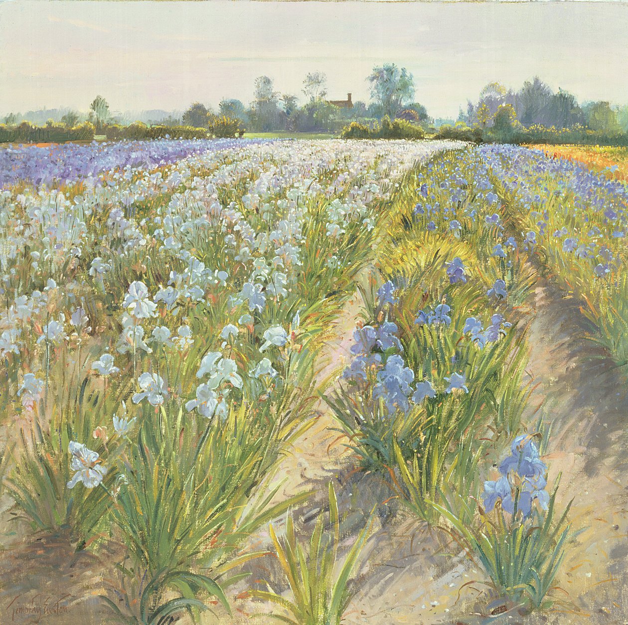 Iris bleus et blancs, Wortham - Timothy Easton