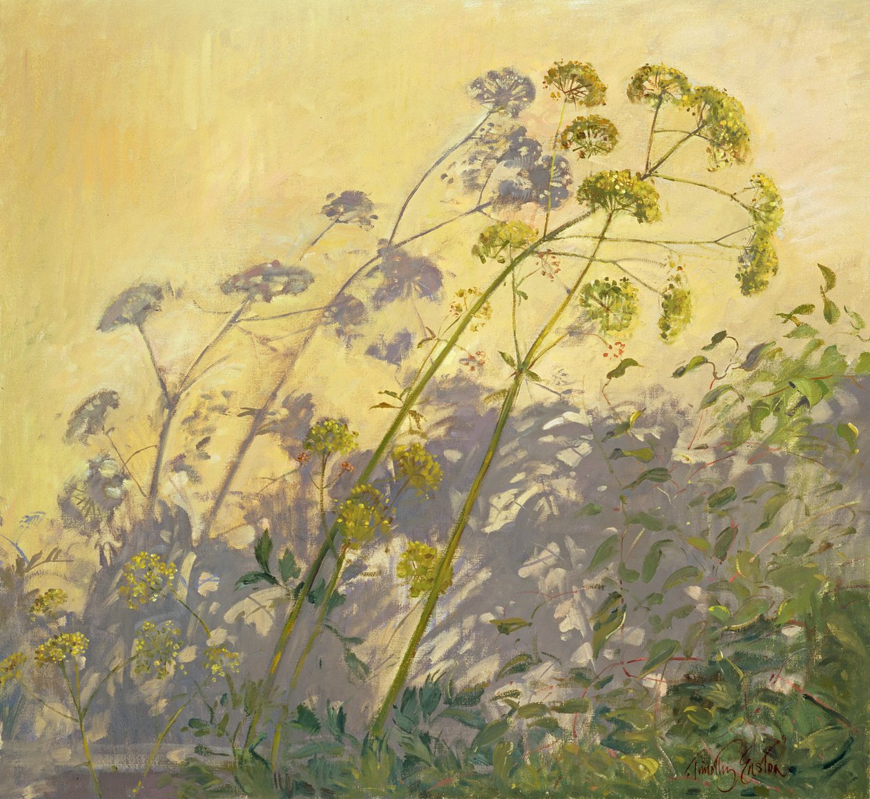 Livèche, clématite et ombres, 1999 - Timothy Easton