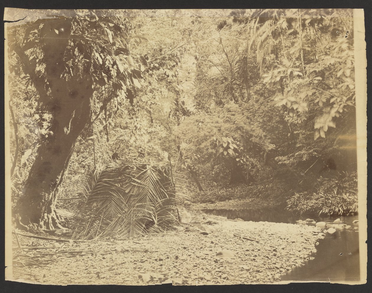 [Scène de jungle : Vue d