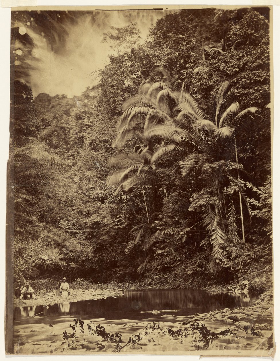 [Scène de jungle avec des palmiers et une végétation luxuriante, expédition du Darién, isthme de Panama] - Timothy H. O