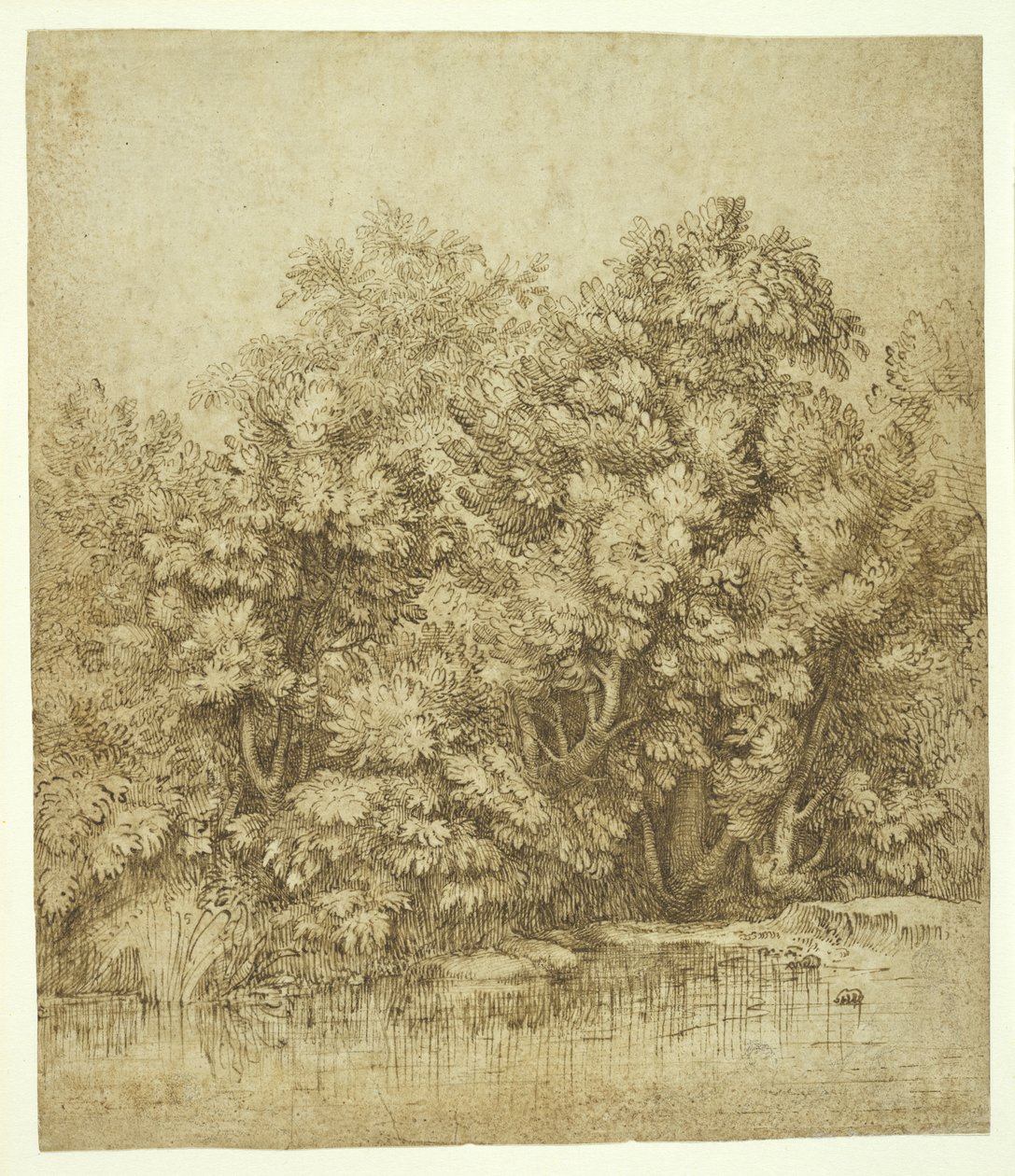 Arbres près d