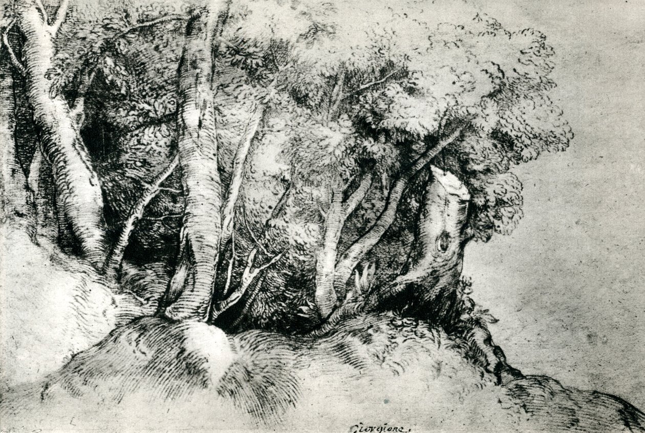 Paysage forestier, vers 1516-1518, 1937 - Tiziano Vecelli