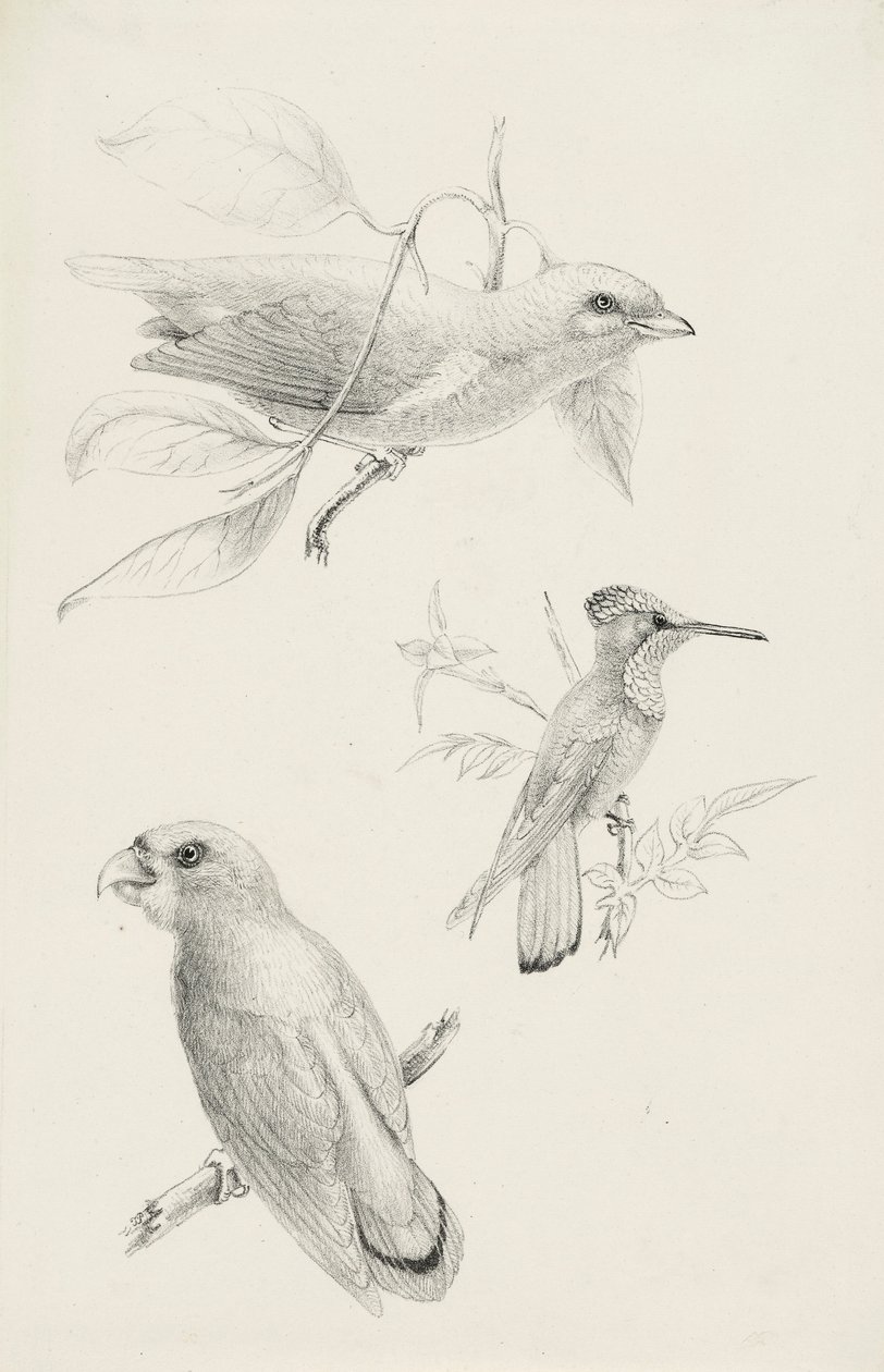 Trois Oiseaux - Titian Ramsay Peale