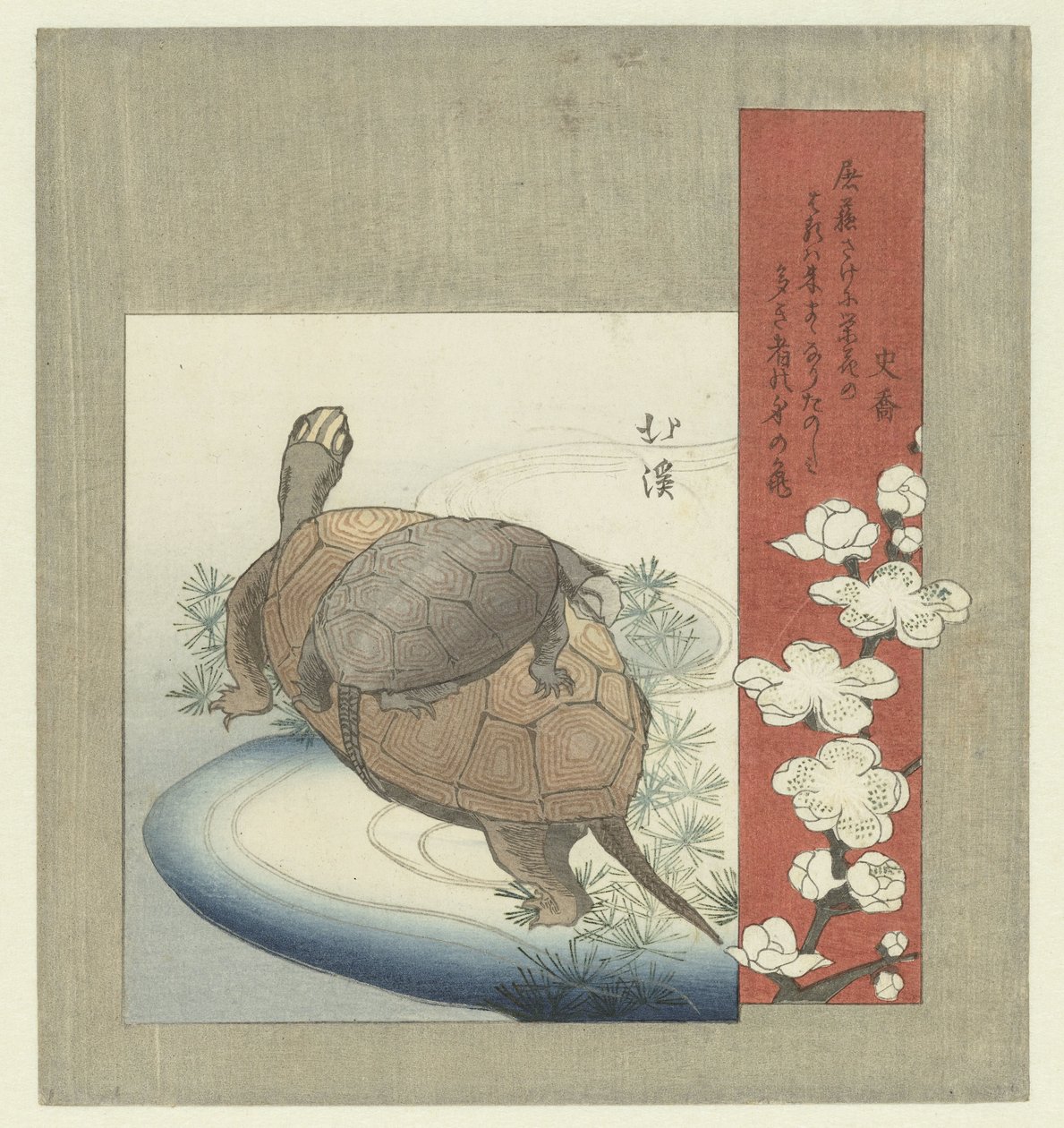 Tortues - Totoya Hokkei