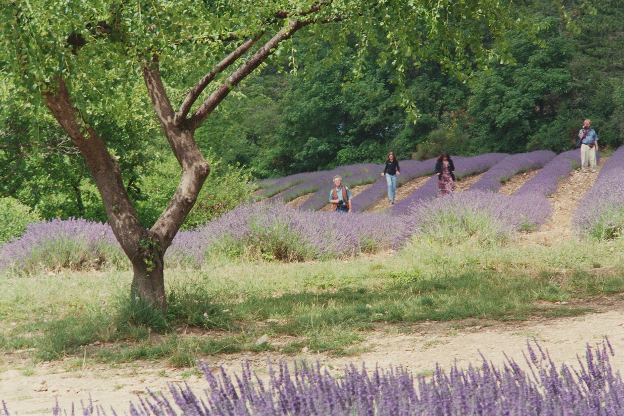 Arbre dans un champ de lavande, dans les jardins de l