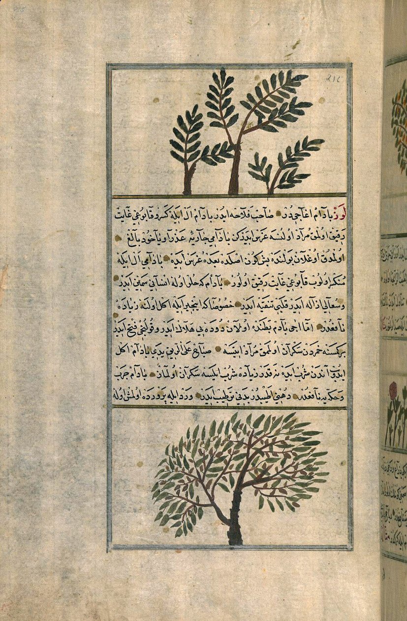 Un arbre à encens au-dessus d
