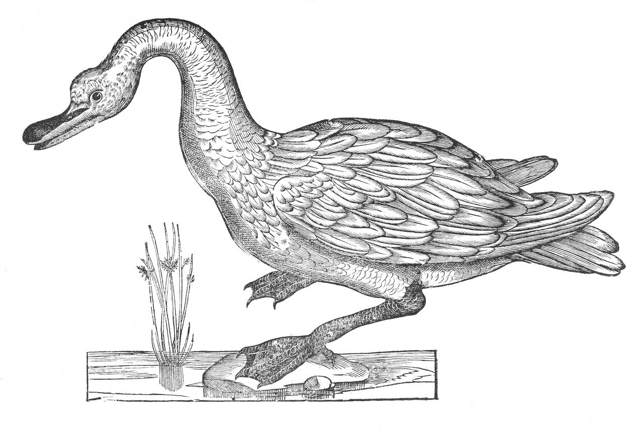 Ornithologiae hoc est de avibus historiae libri XII - Ulisse Aldrovandi