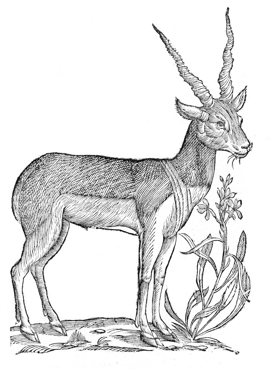 Quadrupedum omnium bisulcorum historia - Ulisse Aldrovandi