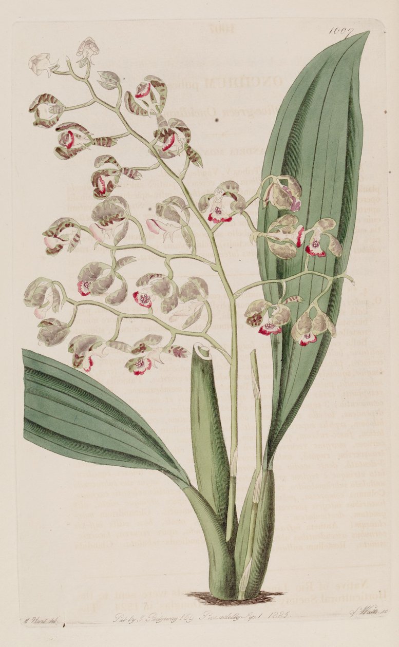 Illustration de Oncidium pubes - Unbekannt Unbekannt