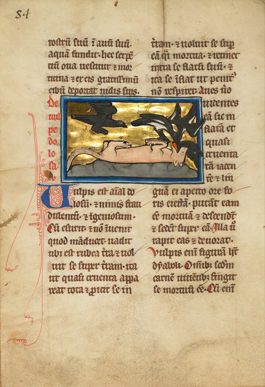 Oiseaux sur un renard mort - Unbekannt Unbekannt