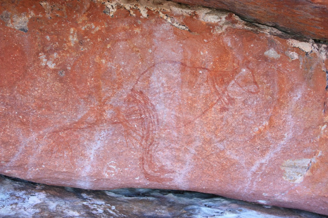 Premier wallaby aux rayons X - Unbekannt Unbekannt