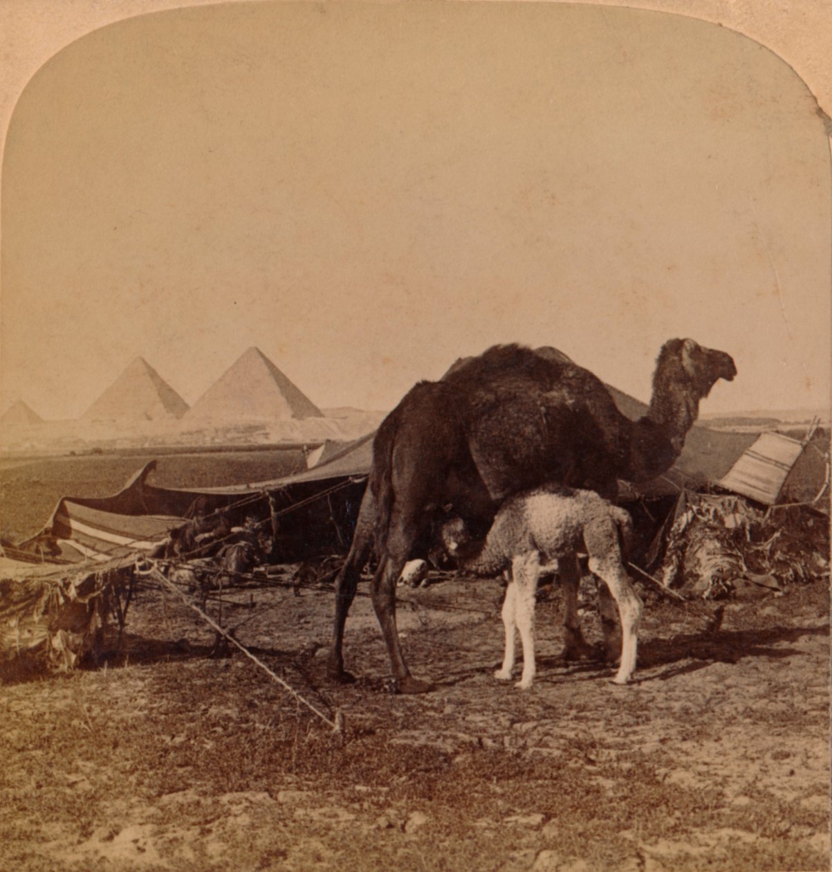 Un bébé du désert, Égypte, 1896 - Unbekannt