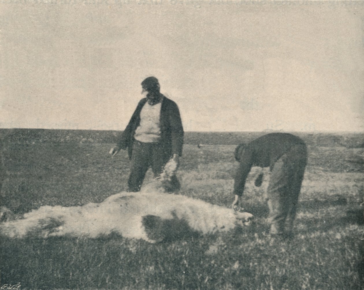 Un ours mort sur l