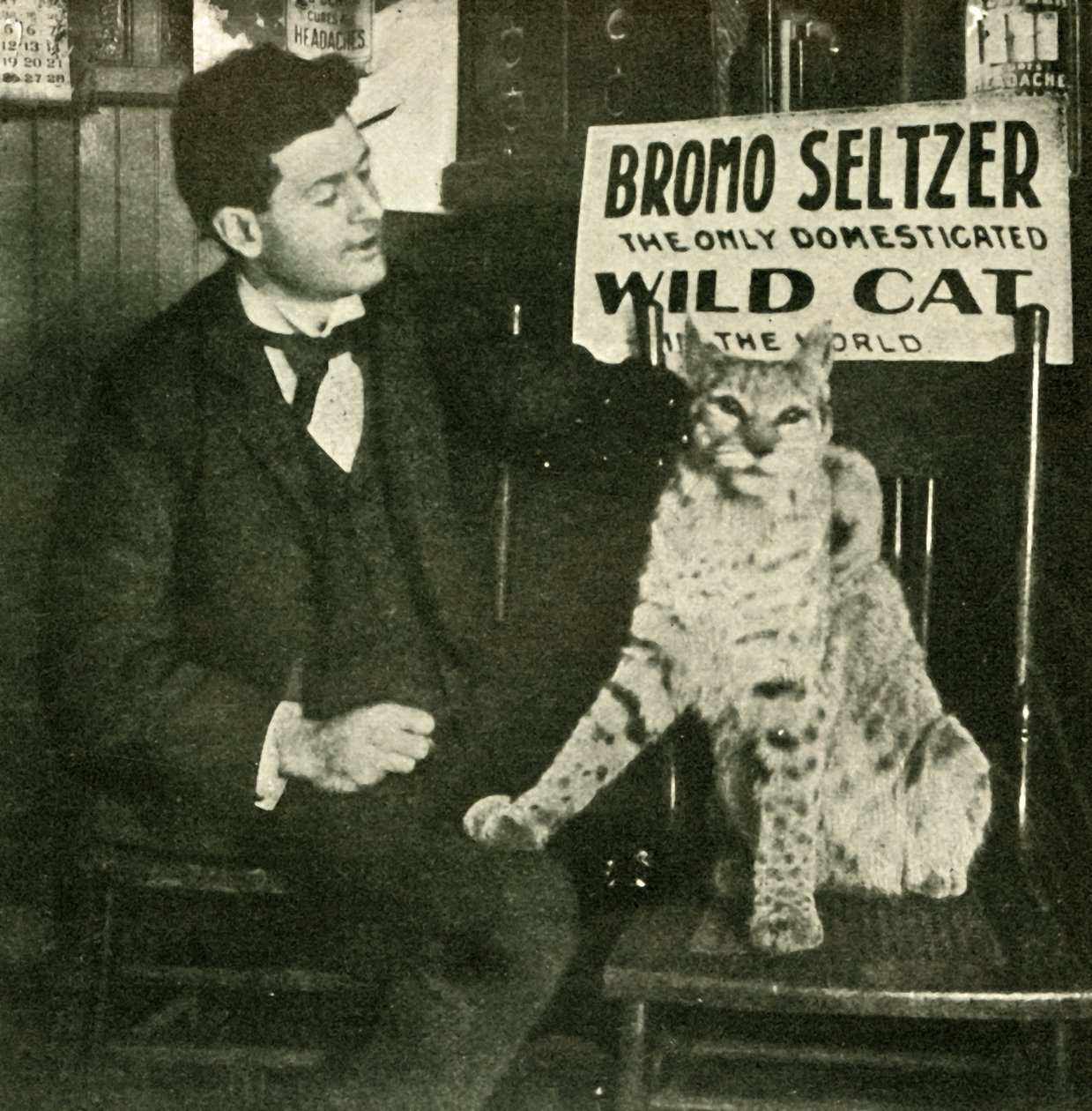 Un chat sauvage apprivoisé - Unbekannt