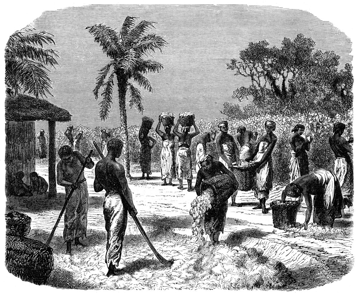 Une plantation de coton, vers 1880 - Unbekannt