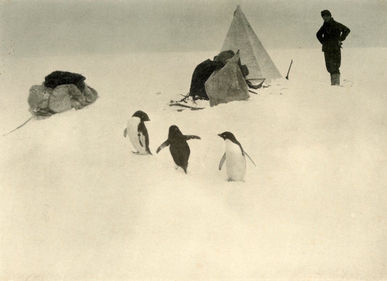 Les manchots Adélie visitent un camp, c1908 - Unbekannt